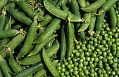 Green peas (Pisum sativum), vegetable