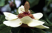 Magnolia (Magnolia x wieseneri). Syn. (Magnolia x watsonii), flowers