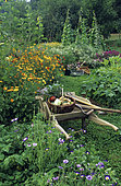 Flowered organic vegetable garden: Wheelbarrow and Basket with different vegetables from the garden ...