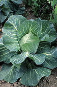 Cabbage 'Coeur de Boeuf Moyen de la Halle' (Brassica oleracea capitata). Vegetable