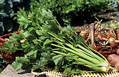 Celery 'Tall Utah' (Apium graveolens var. Dulce). Vegetable