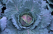 Headed cabbage 'Marabel' (Brassica oleracea capitata), Vegetable