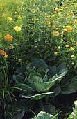 Cabbage cabbage 'Lagerweiss' (Brassica oleracea capitata). Vegetable and flowers