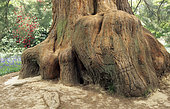 Giant sequoia (Sequoiadendron giganteum) 'Wellingtonia'. Sheffield Park Garden Sussex. England