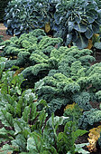 Kale (Brassica oleracea var. Acephala f. Sabellica). Vegetable