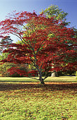 Japanese maple (Acer japonicum) in autumn