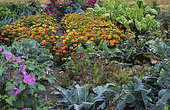 Flower garden: Marigold (Tagetes sp), Tree mallow (Lavatera sp), Cabbage (Brassica oleracea).