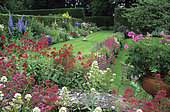 Garden scene, Lawn, Pruned hedge and Perennial mass: Red valerian (Centranthus ruber) and Pelargonium pot (Pelargonium sp) in summer. Coton Manor, Northamptonshire, England