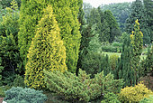 Coniferous Garden, Juniper (Juniperus recurva) 'Densa', Thuja (Thuja occidentalis) 'Sunkist' - yellow color-, Waterperry Gardens, Oxfordshire, England