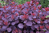 Smoketree (Cotinus coggygria) 'Royal Purple', foliage in summer