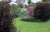 Lawn, Hedge and border with Geranium (Geranium sp) in bloom, House of Pitmuies Garden, Scotland