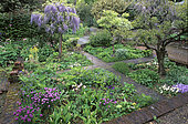 Small medieval priest's garden, Japanese Wisteria (Wisteria floribunda) 'Snow Shower', Hyde Hall, Essex, England