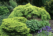 Find Birds Nest Spruce (Picea abies) 'Nidiformis' and Japanese maple (Acer palmatum) 'Dissectum viride'