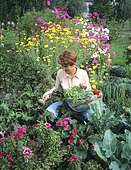 Woman harvesting vegetables in a flower garden in summer