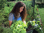 Young woman harvesting vegetables in a vegetable garden: Salad, Beet 'Rouge de Détroit'.
