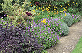 Perennial flower bed with California poppy (Eschscholtzia californica), Violet (Viola sp), Garlic (Allium sp), Sage officinale (Salvia officinalis) 'Purpurascens'
