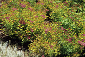 Fortune meadowsweet (Spiraea japonica) 'Goldflame'