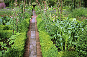Paved driveway in French vegetable garden. Corn, Sweet peas on stake. The Old Rectory, England