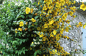 California Flannel Bush (Fremontodendron californicum) syn. Fremontia in bloom
