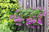 Flower container of Petunia (Petunia sp) and Golden Hops (Humulus lupulus) 'Aureus' in summer