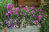 Window sill with flowers: Daisybush (Dimorphoteca sp syn. Osteospermum sp), Lobelia (Lobelia sp), Fleabane (Erigeron sp), Bacopa (Sutera sp). Private garden, Belgium