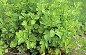 Wild Celery 'Plein Blanc Pascal' (Apium graveolens var. dulce).