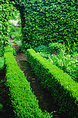 Small boxwood hedge (Buxus sp), and European beech (Fagus sylvatica) in arch