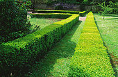 Boxwood hedge (Buxus sp)