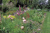 Massif de printemps : Pavot d'Orient (Papaver orientalis), Géranium vivace (Geranium sp), Digitale (Digitalis sp), Jardin privé, Belgique