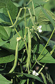 Extra fine green mangetout bean (Phaseolus vulgaris), in summer