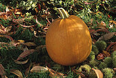 Halloween squash (Cucurbita pepo) 'Jack O' Lantern '
