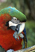 Portrait of Blue-and-yellow Macaw (Ara ararauna)