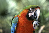 Portrait of Blue-and-yellow Macaw (Ara ararauna)