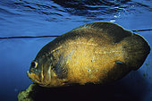 Oscar, Astro (Astronotus ocellatus), Freshwater fish