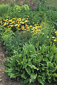 Sorrel (Rumex acetosa) in flowered vegetable patch