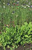 Large sorrel (Rumex acetosa) 'De Belleville' in flowered vegetable patch