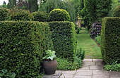 Yew hedge (Taxus baccata) and lawn path, Great Comp Garden, Kent, England.