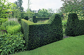 Haie d'If commun (Taxus baccata), Jardin privé en Belgique
