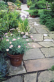 Paving and Marguerite (Argyranthemum sp) in pot, Little Trafalgare Kent, England