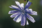 Wild flower and dew