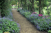 Covered alley and arbor. Caucasian forget-me-not (Brunnera macrophylla) and Tulip (Tulipa sp), Rousham Garden. England.