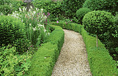 Gravel alley and Boxwood hedges (Buxus sp), West Green Garden. England.