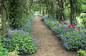 Covered alley, Largeleaf brunnera (Brunnera macrophylla) and Tulip (Tulipa sp), Rousham Garden, Oxfordshire, England.