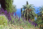 Landscape with Pride of Madeira (Echium fastuosum) and Palm trees, Mediterranean Sea.