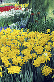 Spring massif: Narcissus (Narcissus sp). Kingscourt, Ireland