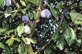 Quetsche plum on the tree (Prunus domestica)