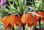 Crown Imperial (Fritillaria imperialis) 'Rubra Maxima' in the spring