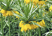 Crown Imperial (Fritillaria imperialis) 'Lutea Maxima' in the spring