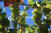 White grape bunch (Vitis vinifera), fruits in autumn