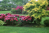 Rhododendron (Rhododendron sp) in bloom and Japanese maple (Acer palmatum) in spring, Jardin de Mme Goossens, Belgium